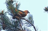 Scottish Crossbill